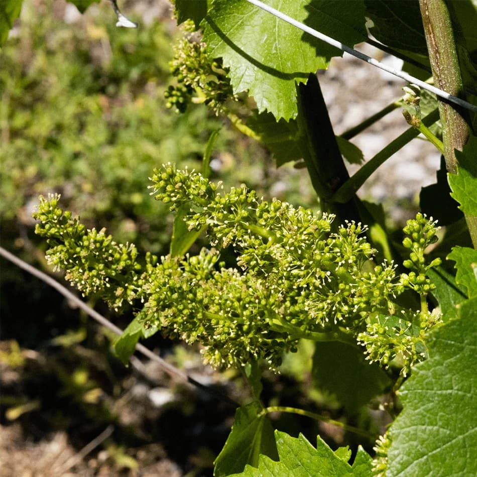 Vignoble de Savoie, un patrimoine viticole qui se réinvente