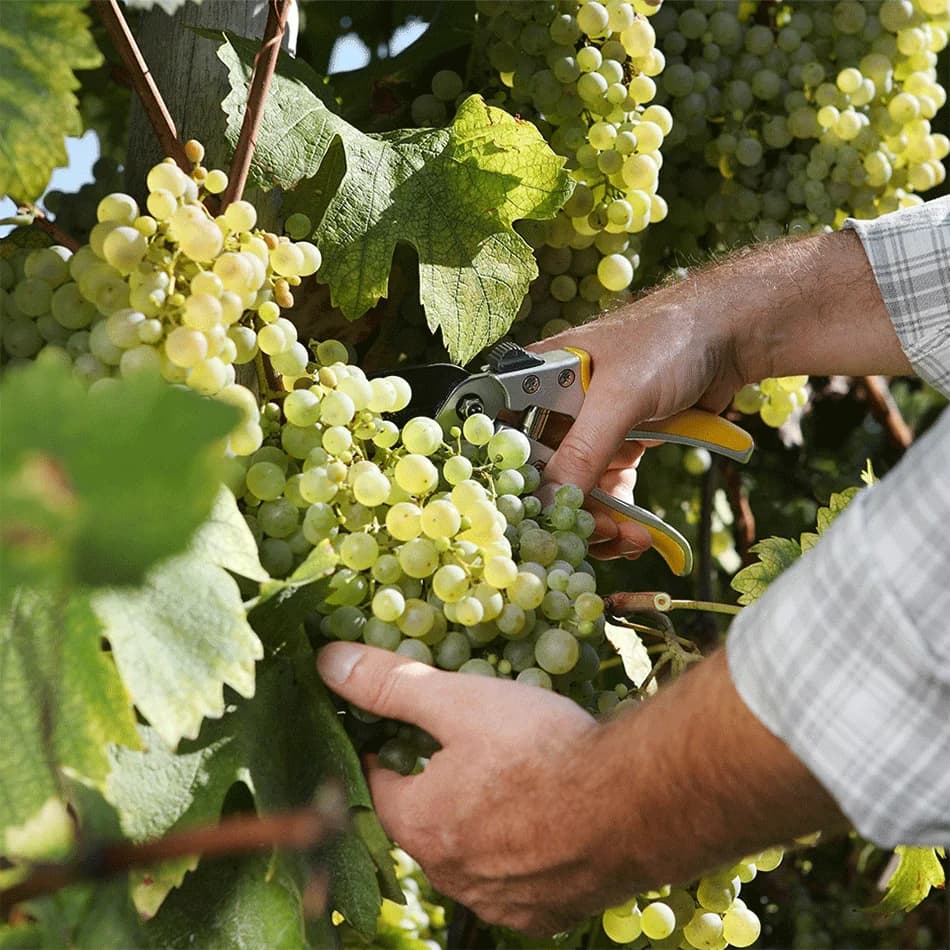 Les engagements de La Cave Idéale envers les vignerons et le terroir