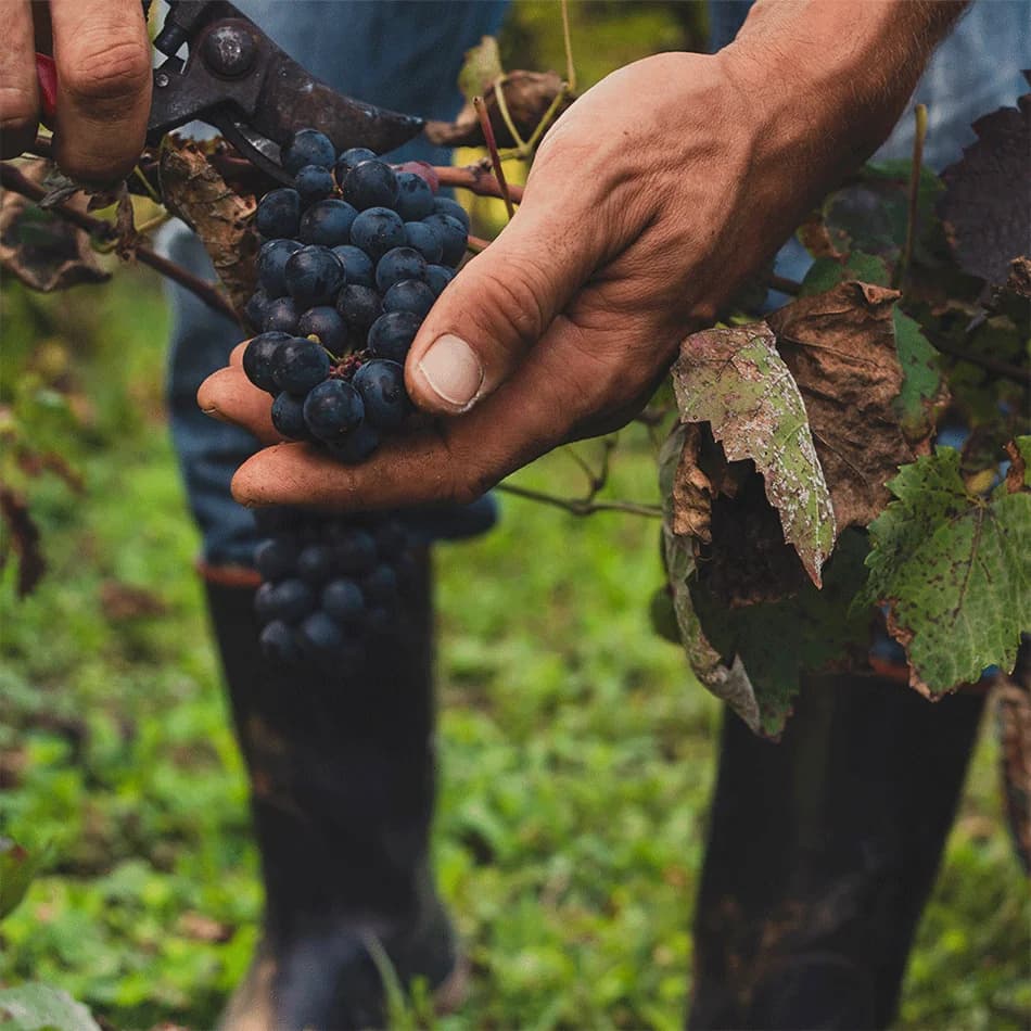 Vigneron en train de travailler sa vigne, domaine repris par La Cave Idéale